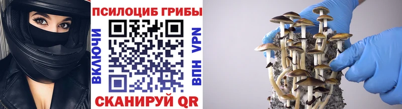 Купить закладки  Хвалынск  Псилоцибиновые грибы прущие грибы 